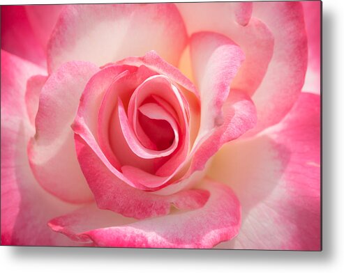 Pink Metal Print featuring the photograph Pink Cotton Candy Rose by Ana V Ramirez