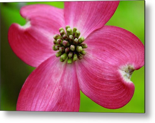 Photography Metal Print featuring the photograph Pink Dogwood Bloom and Spring Green by M E