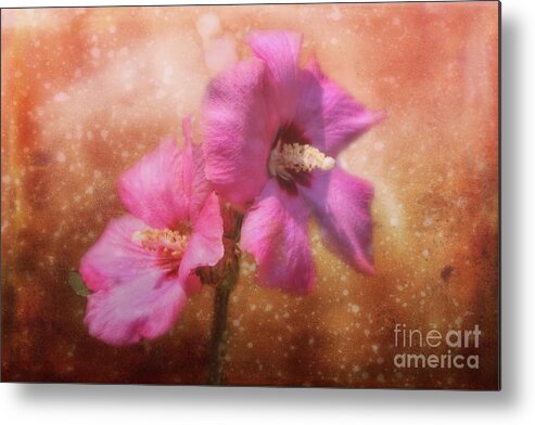 Hybiscus Metal Print featuring the photograph Pink Dream by Joan Bertucci