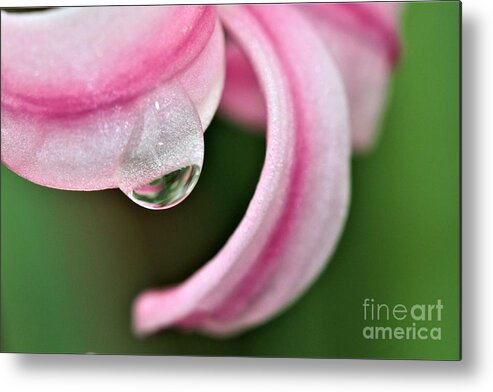 Pink Metal Print featuring the photograph Pink Droplet by Tracey Lee Cassin