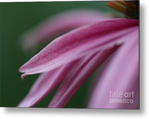 Pink Petals Metal Print featuring the photograph Pink Elegance by Yumi Johnson