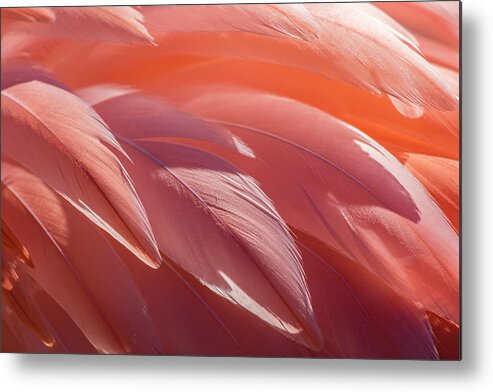 Abstract Metal Print featuring the photograph Pink Flamingo by Holly Ross