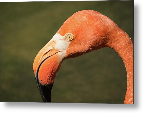 Zoo Metal Print featuring the photograph Pink Flamingo by John Benedict