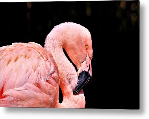 Nature Metal Print featuring the photograph Pink Flamingo on Black by Sheila Brown