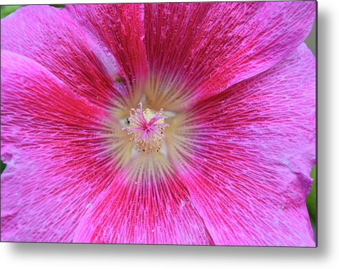 Flower Metal Print featuring the photograph Pink Flower by Lyle Crump