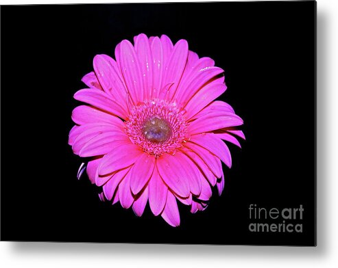 Daisy Metal Print featuring the photograph Pink Gerbera on black by Linda Bianic