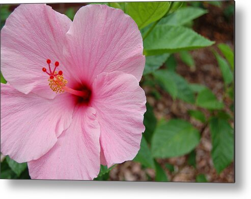 Pink Metal Print featuring the photograph Pink Hibiscus by Beverly Hammond