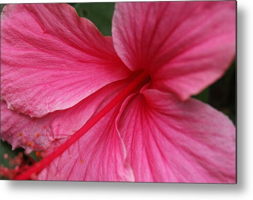 Pink Metal Print featuring the photograph Pink Hibiscus by Kathy Schumann