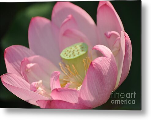 Lotus Metal Print featuring the photograph Pink Lady by Nona Kumah