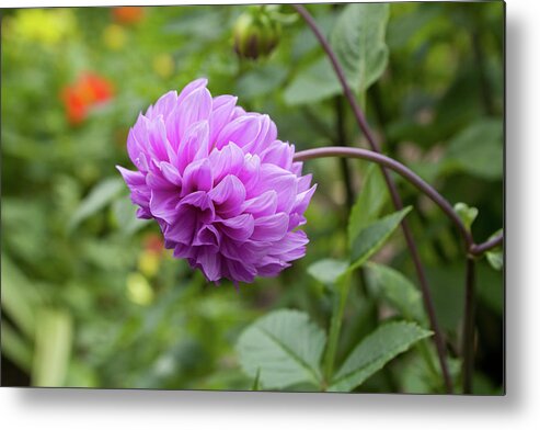 Pink Metal Print featuring the photograph Pink Lavender Dahlia by Diane Macdonald