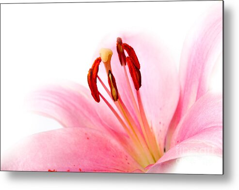 Lily Metal Print featuring the photograph Pink Lilies 08 by Nailia Schwarz