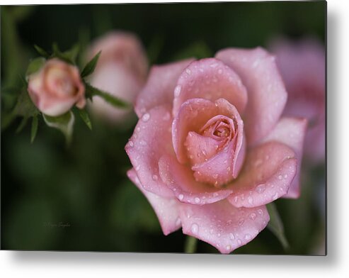 Beautiful Photos Metal Print featuring the photograph Pink Miniature Roses 3 by Roger Snyder
