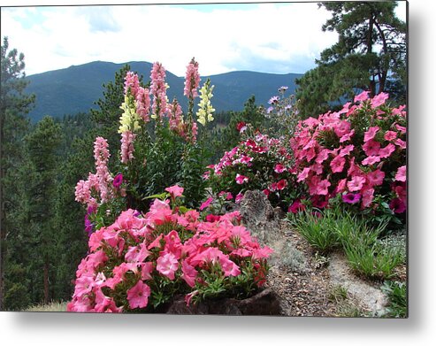 Pink Metal Print featuring the photograph Pink on the Mountain by Jody Neumann