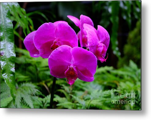 Orchid Metal Print featuring the photograph Pink Orchids by Mini Arora