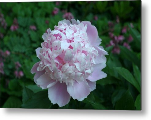 Photography Metal Print featuring the digital art Pink Peony by Barbara S Nickerson