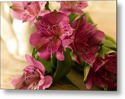 Pink Metal Print featuring the photograph Pink Peruvian Lilies in Repose by Cheryl Day