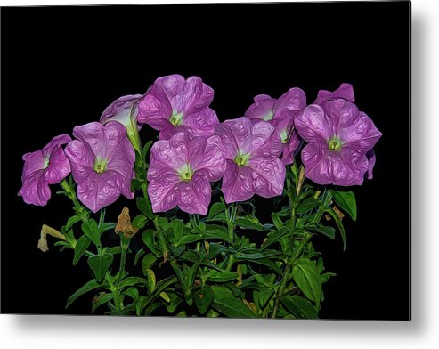 Flower Metal Print featuring the photograph Pink Petunia On Black by Cathy Kovarik