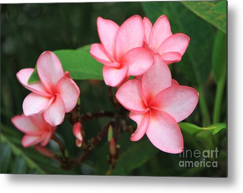 Pink Plumerias Metal Print featuring the photograph Pink Plumerias by Edward R Wisell