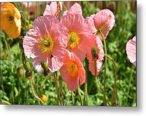 Linda Brody Metal Print featuring the photograph Pink Poppies 2 by Linda Brody