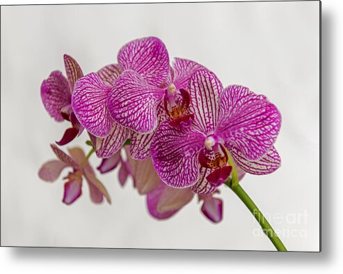 Orchid Metal Print featuring the photograph Pink Purple Orchid 2 by Willie Harper