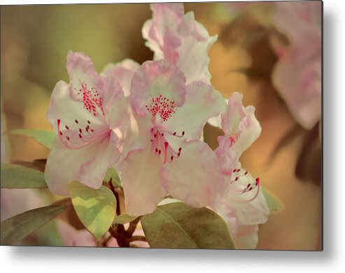 Rhododendrons Metal Print featuring the photograph Pink Rhododendron by Sharon Lisa Clarke
