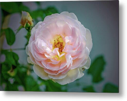 Color Metal Print featuring the photograph Pink rose #c3 by Leif Sohlman