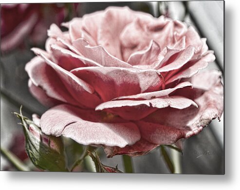 Pink Metal Print featuring the photograph Pink Rose Faded by Sharon Popek