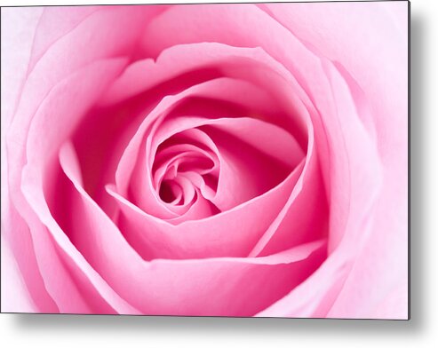 Kamo Metal Print featuring the photograph Pink rose by Kati Finell