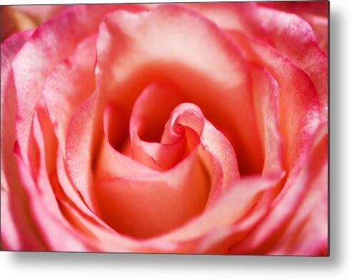 Pink Metal Print featuring the photograph Pink Rose by Mary Lane