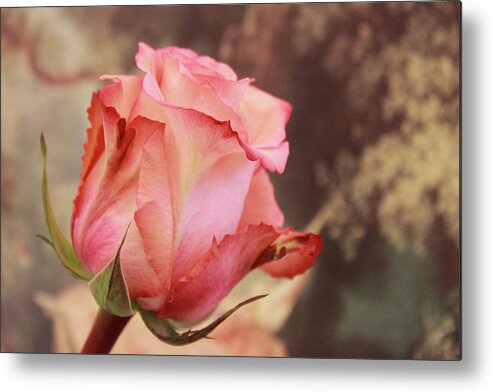Rose Metal Print featuring the photograph Pink Rose by Sandra Foster