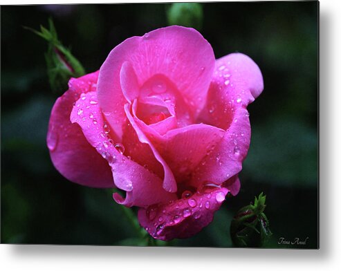 Roses Metal Print featuring the photograph Pink Rose with Raindrops by Trina Ansel