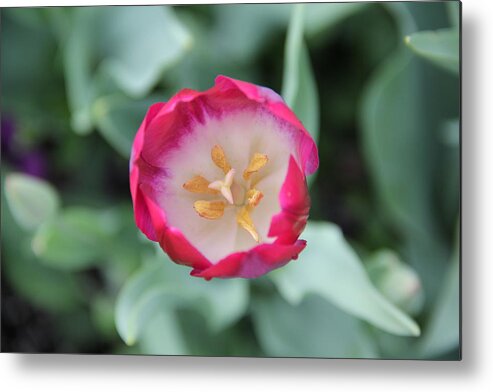 Tulip Metal Print featuring the photograph Pink Tulip Top View by Allen Nice-Webb