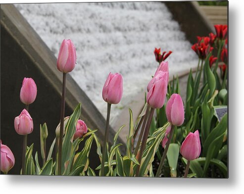 Tulips Metal Print featuring the photograph Pink Tulips by Allen Nice-Webb