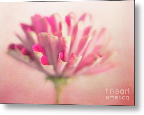 Pink Zinnia Metal Print featuring the photograph Pink Zinnia by Elena Nosyreva