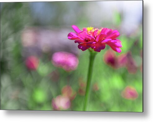 Aperture Metal Print featuring the photograph Pink Zinnia by SR Green