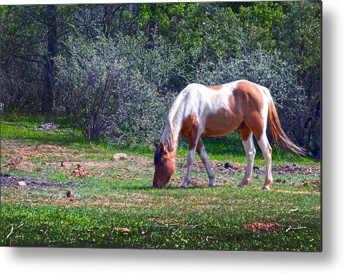 Pinto Grazing Metal Print featuring the photograph Pinto Grazing by Frank Wilson