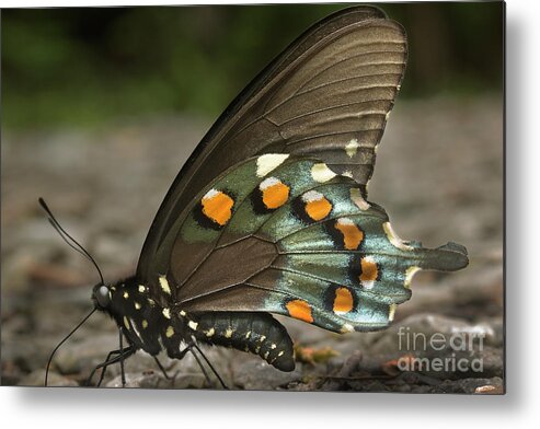 Butterfly Metal Print featuring the photograph Pipevine Swallowtail by Mike Eingle