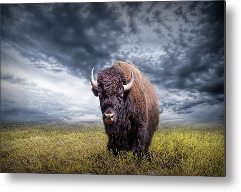 Bison Metal Print featuring the photograph Plains Buffalo on the Prairie by Randall Nyhof