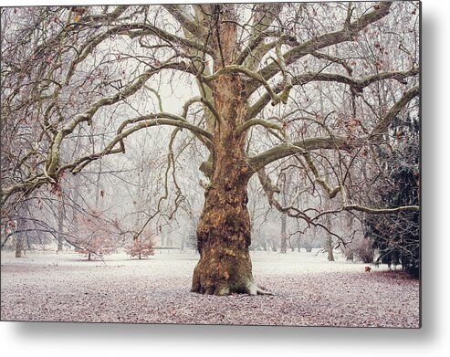 Jenny Rainbow Fine Art Photography Metal Print featuring the photograph Platan Tree in Early Winter by Jenny Rainbow