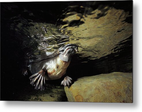 David Parer-cook Metal Print featuring the photograph Platypus Surfacing by David Parer and Elizabeth Parer-Cook