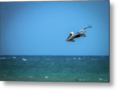 Pelican Metal Print featuring the photograph Play Time by Fred Boehm