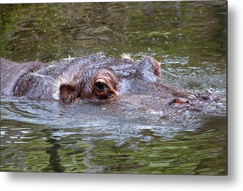 Wildlife Metal Print featuring the photograph Playful Hippopotamus by Kenneth Albin