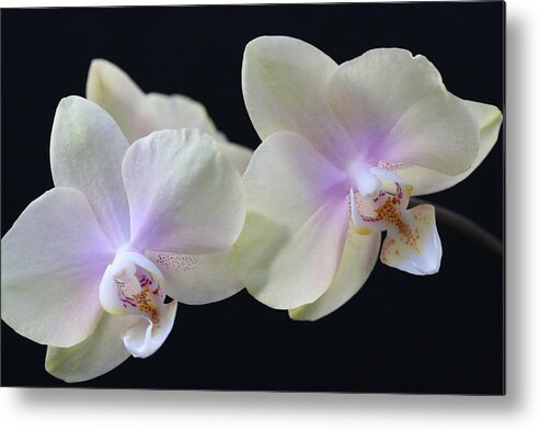 Orchids Metal Print featuring the photograph Playful Orchids by Tammy Pool
