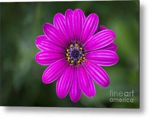 Flower Metal Print featuring the photograph Pleasing Purple by Andrea Silies