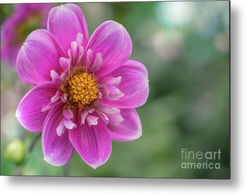 Dahlia Metal Print featuring the photograph Pleasing the Eye by Eva Lechner