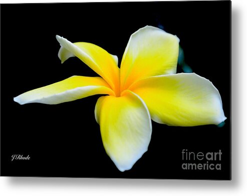 Plumeria In Yellow Metal Print featuring the photograph Plumeria in Yellow by Jeannie Rhode