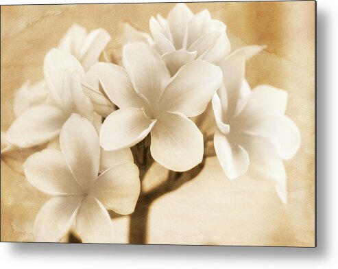 Plumerias Metal Print featuring the photograph Plumerias in Cream and Brown by Jade Moon