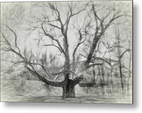 Pinchot Metal Print featuring the photograph Pinchot Tree Sketch by Lorraine Cosgrove