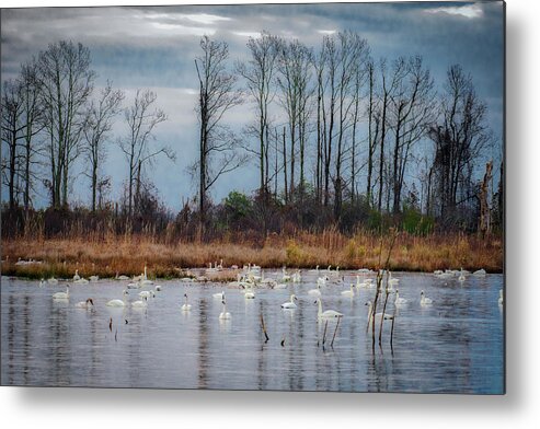 Nature Metal Print featuring the photograph Pocosin Lakes NWR by Donald Brown