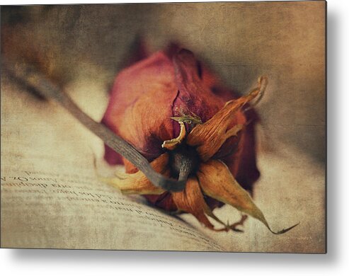 Rose Metal Print featuring the photograph Poetry I by Maria Angelica Maira